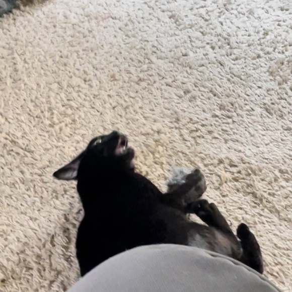 cats! - Picture 14 of 16